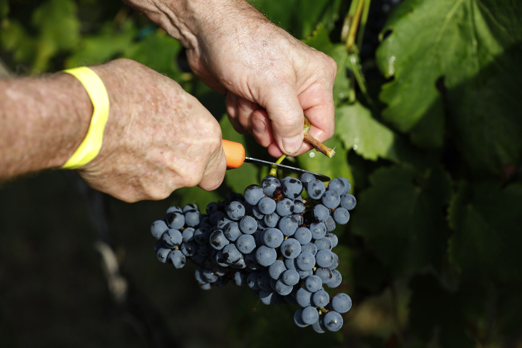 Messina Hof harvest